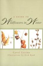 A Guide to Wildflowers in Winter