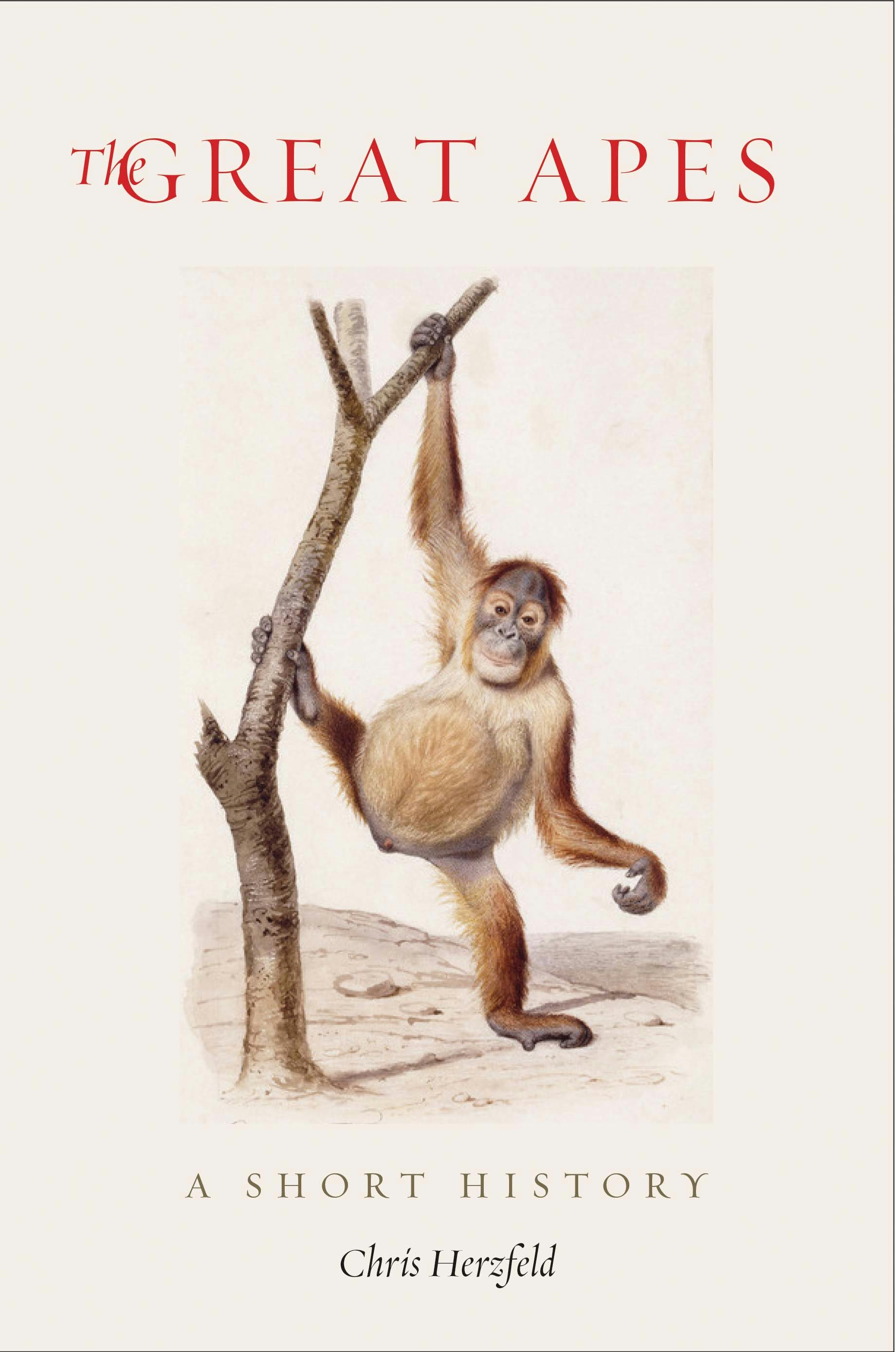 APE 本 Ape: Jenkins, Martin, White, Vicky: 9780763634711: Amazon.com: Books